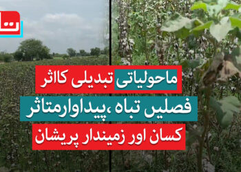 ماحولیاتی تبدیلی کا اثر: فصلیں تباہ، پیداوار متاثر، زمیندار پریشان