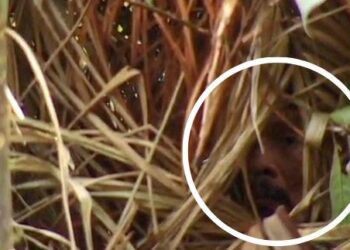 مین آف دی ہول: اپنے قبیلے کا آخری شخص بھی چل بسا