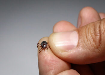 بلوچستان : کانگو وائرس سے نمٹنے کے لیے ہنگامی اقدامات