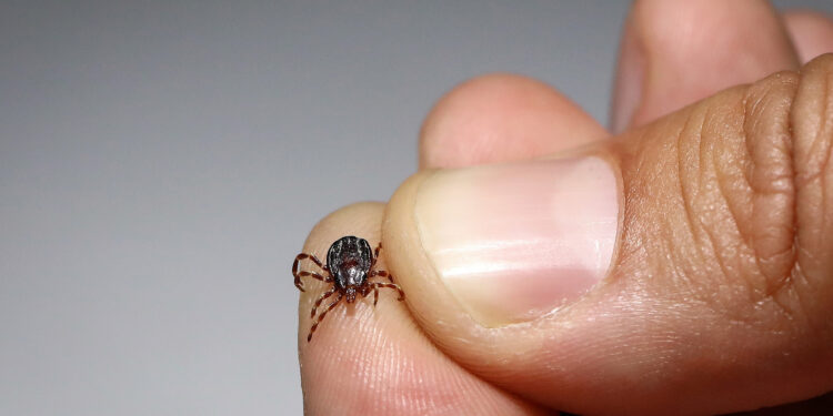 بلوچستان : کانگو وائرس سے نمٹنے کے لیے ہنگامی اقدامات