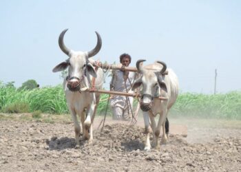 سندھ میں کسان کارڈ کا آغاز