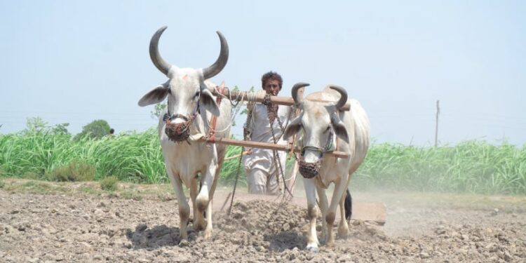 سندھ میں کسان کارڈ کا آغاز