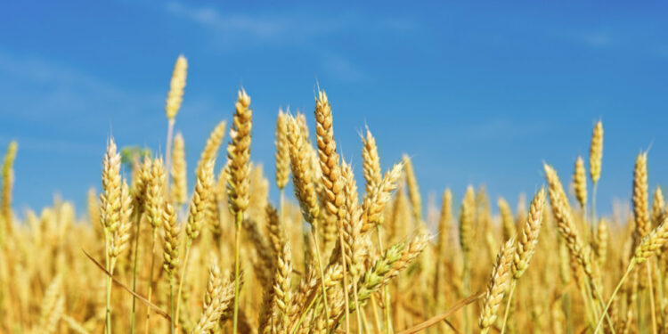 شہباز شریف کا حکومت کو گندم کی خریداری کا حکم