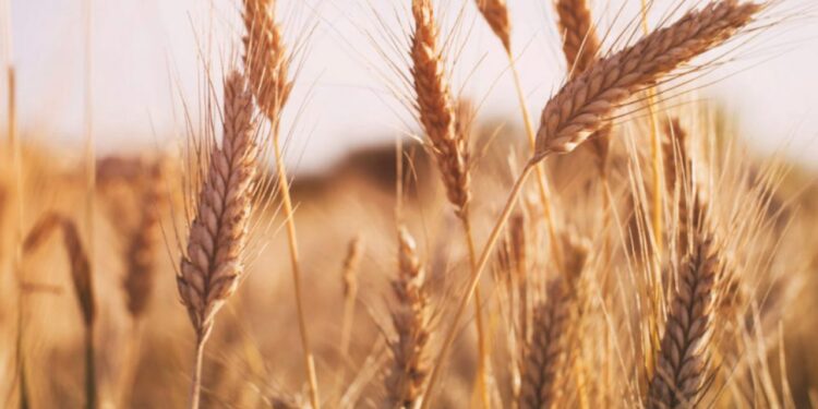 شہباز شریف کا حکومت کو گندم کی خریداری کا حکم