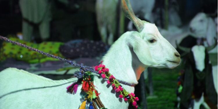 کراچی : بکرے تک اسٹریٹ کرائم کی زد میں