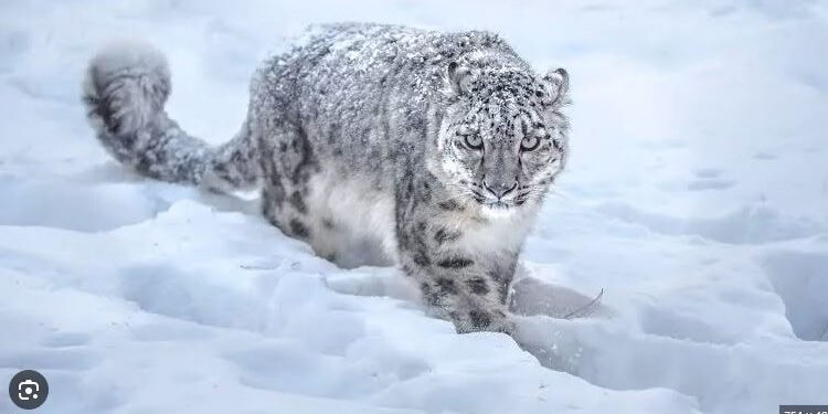 سوشل میڈیا کے ذریعے نایاب جانوروں کی کھالیں فروخت کرنے والا ملزم گرفتار