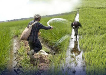 خیبرپختونخوا حکومت کا کسانوں کو مفت بیج دینے کا فیصلہ