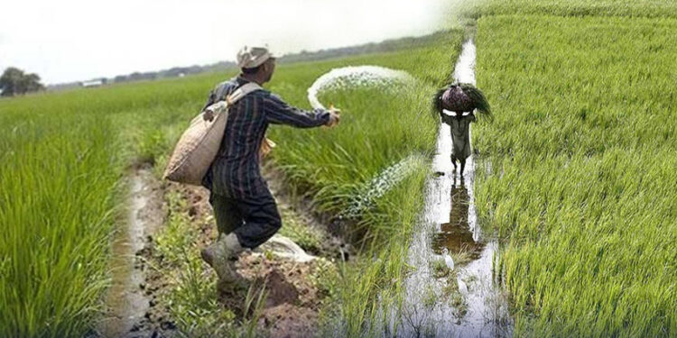 خیبرپختونخوا حکومت کا کسانوں کو مفت بیج دینے کا فیصلہ