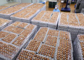 امریکا ، ترکیہ اور جنوبی کوریا سے انڈے درآمد کرے گا