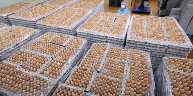 امریکا ، ترکیہ اور جنوبی کوریا سے انڈے درآمد کرے گا