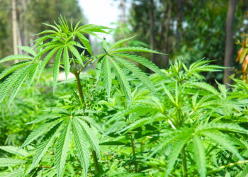 خیبر پختونخوا : بھنگ کی کاشت کو قانونی حیثیت دینے کا فیصلہ