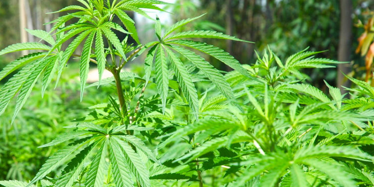 خیبر پختونخوا : بھنگ کی کاشت کو قانونی حیثیت دینے کا فیصلہ