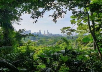 جنگل میں آگ اور غیرقانونی کٹائی روکنے کے لیے  جدید ٹیکنالوجی کا استعمال