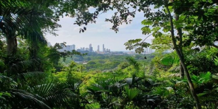 جنگل میں آگ اور غیرقانونی کٹائی روکنے کے لیے  جدید ٹیکنالوجی کا استعمال