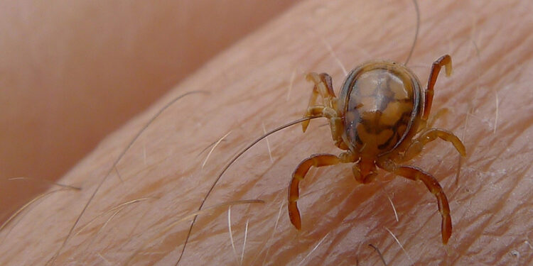 کانگو اور ہیٹ اسٹروک کی روک تھام کیلئے ایڈوائزری