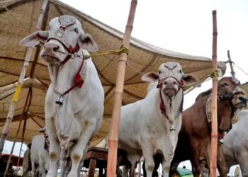 قربانی کی کھالیں کے لیے سندھ میں ضابطہ اخلاق