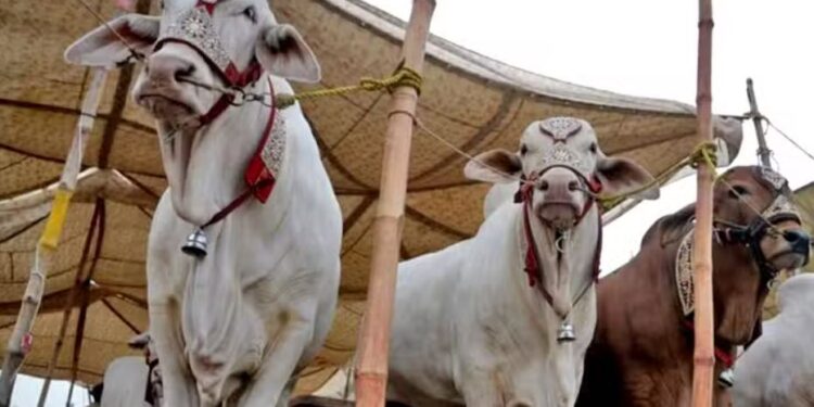 قربانی کی کھالیں کے لیے سندھ میں ضابطہ اخلاق