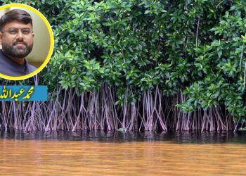 مینگروز۔۔۔کراچی کے پھیپھڑے اور انسانیت کی آخری امید