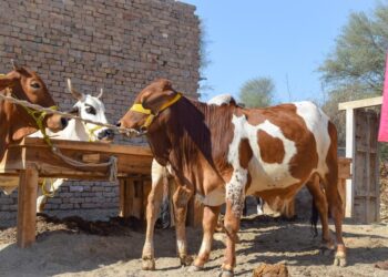 پاکستان : عیدالاضحیٰ پر قربان کیے گئے جانوروں کی تعداد کتنی رہی ؟