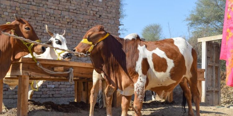 پاکستان : عیدالاضحیٰ پر قربان کیے گئے جانوروں کی تعداد کتنی رہی ؟