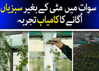 مٹی کے بغیر سبزیاں اگانے کا تجربہ