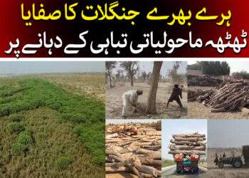 ہرے بھرے جنگلات کا صفایا