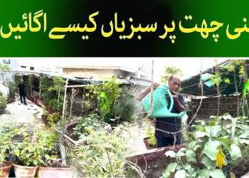 چھت پر سبزیاں کیسے اگائیں ؟