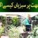 چھت پر سبزیاں کیسے اگائیں ؟