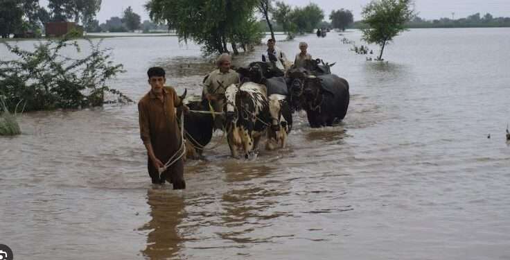 جنوبی پنجاب میں سیلاب کا خطرہ برقرار، بڑے پیمانے پر تباہی کا خدشہ